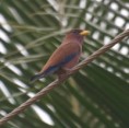 /album/photogallery/broad-billed-roller-jpg/